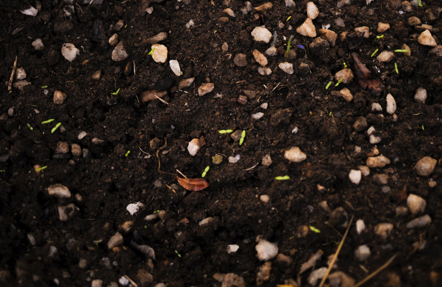 Children examining soil