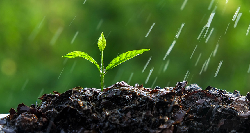 Soil in the rain